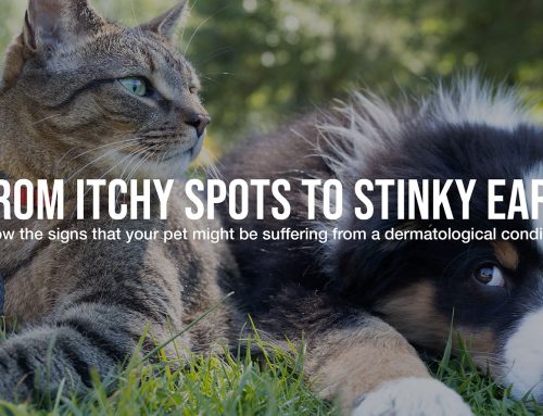 From Itchy Sports To Stinky Ears