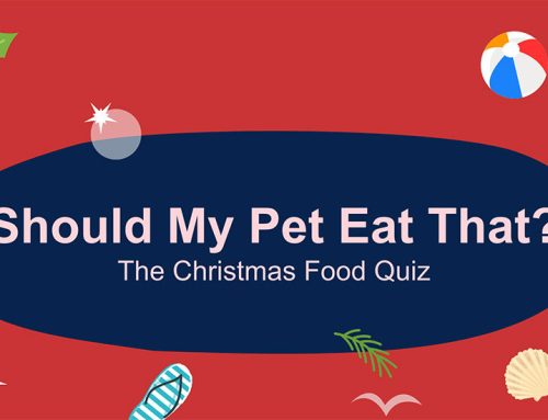 Should My Pet Eat That? The Christmas Food Quiz